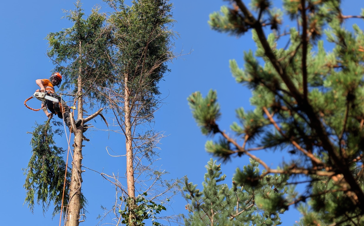 Anthony Tyler tree climber working at height in Waterford